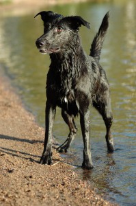 wet dog